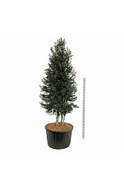 Ilex aquipernyi Dragon Lady C285 Lit. 300-350 cm; Piramida na steblu 20 cm