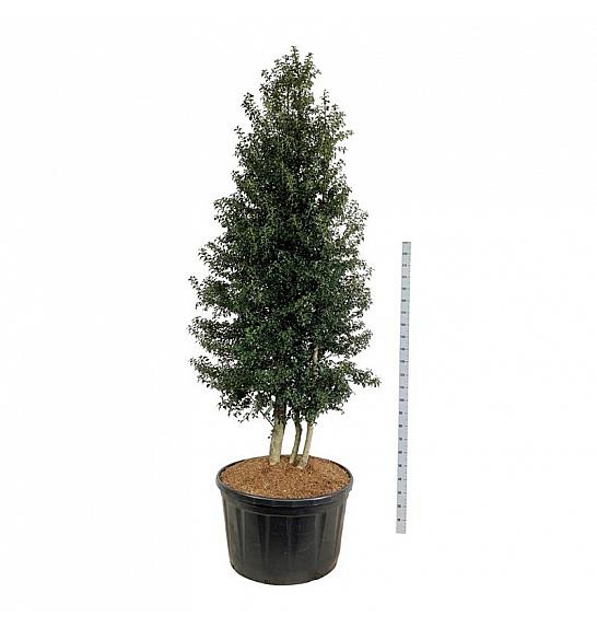 Ilex aquipernyi Dragon Lady C285 Lit. 300-350 cm; Piramida na steblu 20 cm