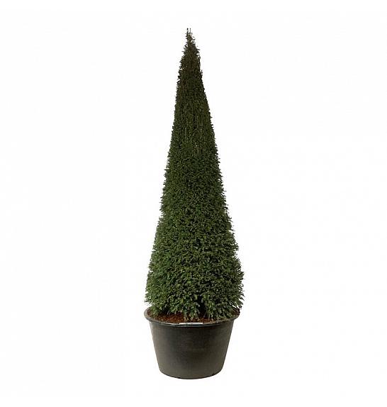 Taxus baccata C500 Lit. 300-350 cm; Piramida
