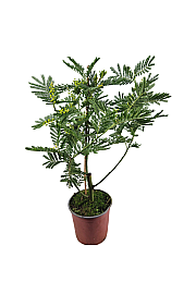 Acacia dealbata Mimosa; Ø17; 60-80 cm