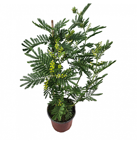 Acacia dealbata Mimosa; Ø17; 60-80 cm