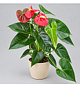 Anthurium andr Red.; Ø14 cm