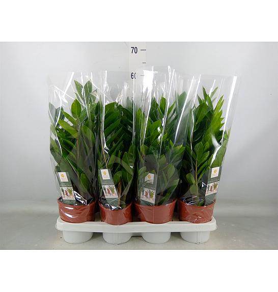 ZAMIOKULCAS; Ø14 cm