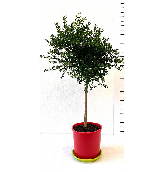 Citrus australasica Caviale Ø 22 Na stabljici od 40 cm