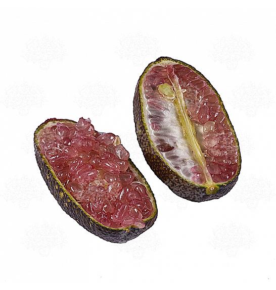 Citrus australasica Caviale Ø 22 Na stabljici od 40 cm