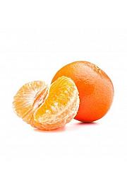 Citrus reticulata Mandarina Ø 50 Na stabljici od 60 cm