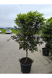 Citrus reticulata Mandarina Ø 50 Na stabljici od 60 cm
