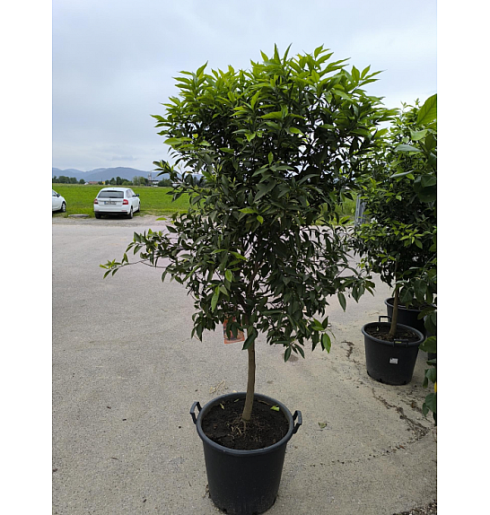 Citrus reticulata Mandarina Ø 50 Na stabljici od 60 cm