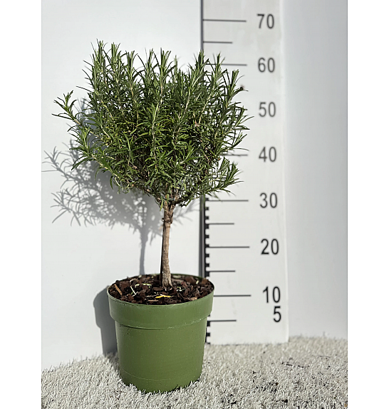 Rosmarinus officinalis Ø18 Na Steblu 20 cm