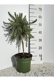 Rosmarinus prostratus Ø18 Na Steblu 20 cm