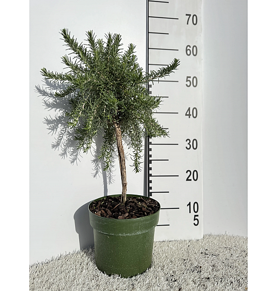 Rosmarinus prostratus Ø18 Na Steblu 20 cm