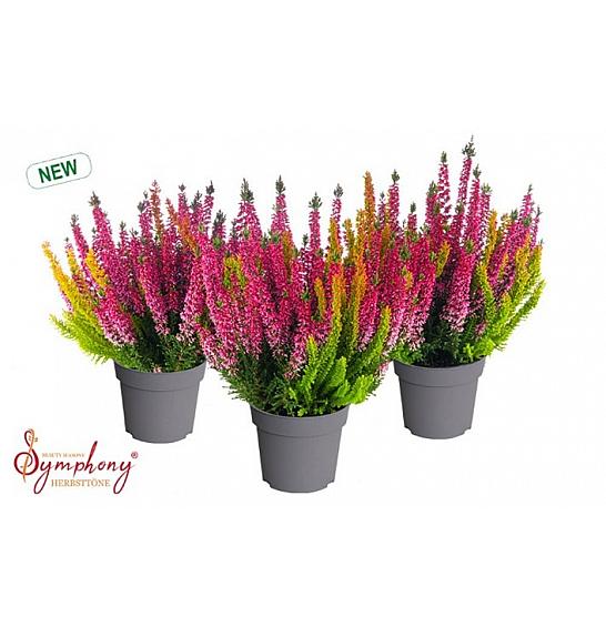 Calluna Beauty Ženski simfonijski stolić Ø 12