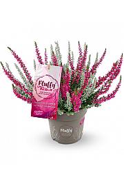Calluna vrtne djevojčice Fluffy Kiss Ø 11