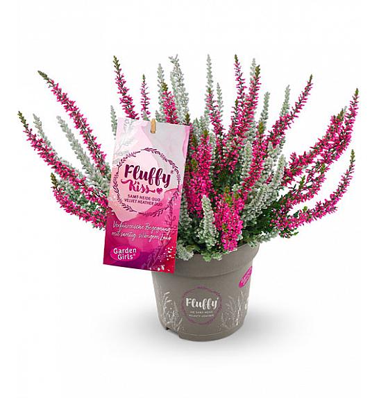 Calluna vrtne djevojčice Fluffy Kiss Ø 11
