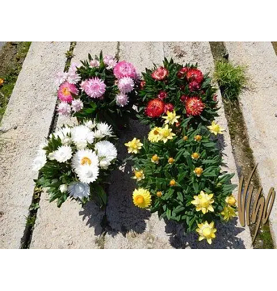 Xerochrysum bracteatum Ø14