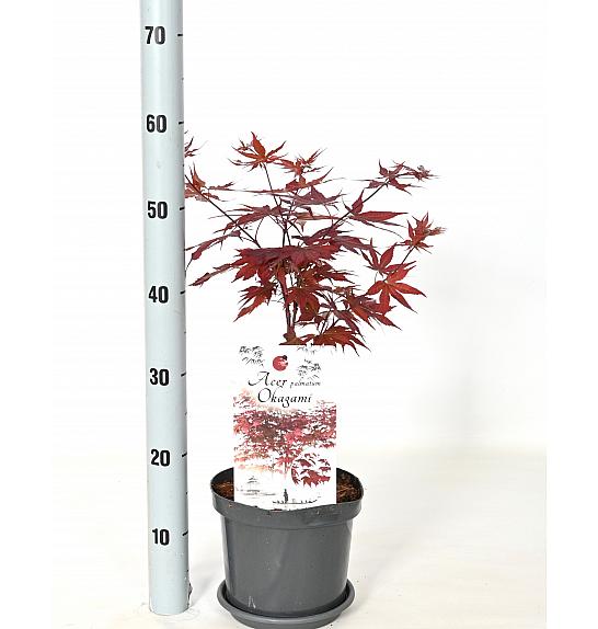 Acer palmatum Okagami C3 Lit. 30-40 cm