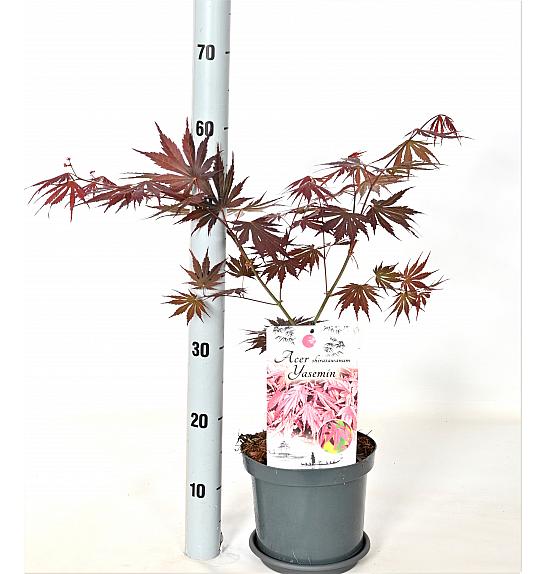 Acer palmatum Yasemine C3 Lit. 30-40 cm