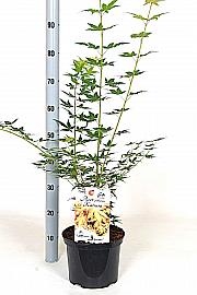 Acer palmatum Katsura C5 Lit. 40-50 cm