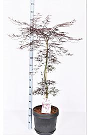Acer palmatum Vatrogasna puhalica C15 Lit. 60-80 cm