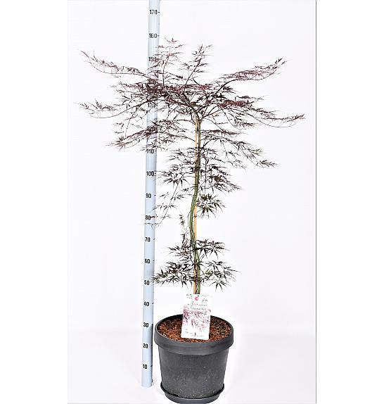 Acer palmatum Vatrogasna puhalica C15 Lit. 60-80 cm