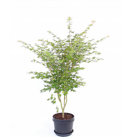 Acer palmatum Sangokaku C15 Lit. 60-80 cm