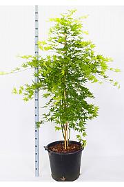 Acer palmatum Ki Hachijo C50 Lit. 140-160 cm