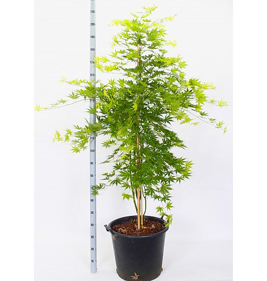 Acer palmatum Ki Hachijo C50 Lit. 140-160 cm