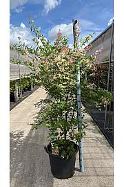 Acer palmatum Oridono Nishiki C50 Lit. 140-160 cm