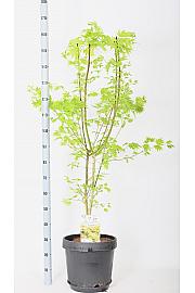 Acer shirasawanum Jordan C15 Lit. 140-160 cm