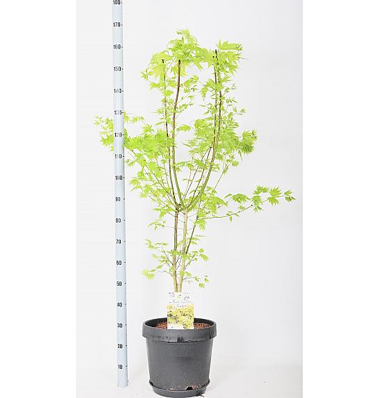 Acer shirasawanum Jordan C15 Lit. 140-160 cm