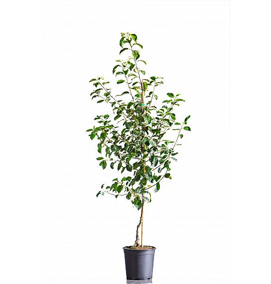 Malus domestica Gewürzluiken C10 Lit. 125-150 cm