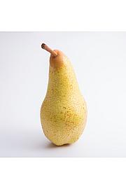 Pyrus communis Gellert's Butterberry C10 Lit. 125-150 cm