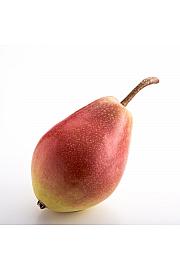 Pyrus communis Gute Luise C10 Lit. 125-150 cm