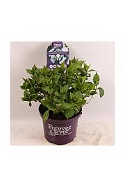 Sok od hortenzije Forever&Ever® Mix C5 Lit. 30-40 cm
