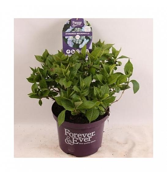 Sok od hortenzije Forever&Ever® Mix C5 Lit. 30-40 cm
