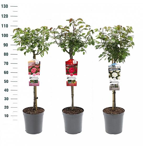 Rosa hybrid Mix Exclusive Collection C6 Lit. Na steblu 60 cm