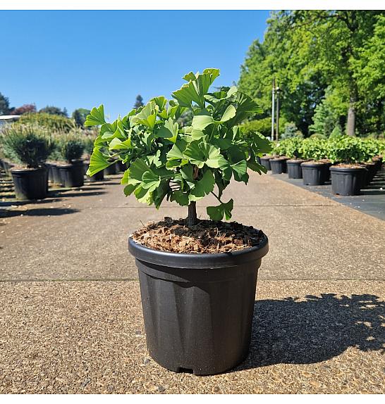 Ginkgo biloba Troll C6 Lit. 30/+ cm