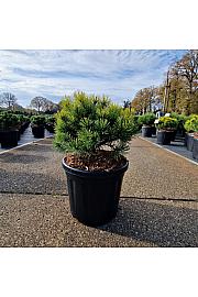 Pinus mugo Ophir C8 Lit. 25-30 cm