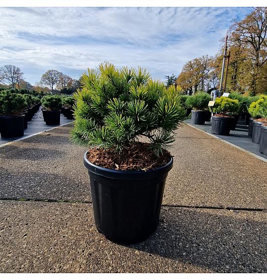 Pinus mugo Ophir C8 Lit. 25-30 cm
