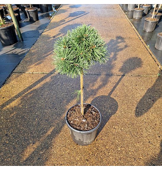Pinus nigra Green Pearl® C8 Lit. Na steblu 40 cm