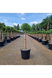 Juniperus communis Green Mantle new C15 Lit. Na steblu 60 cm