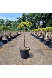 Juniperus communis Goldschatz new C15 Lit. Na steblu 60 cm