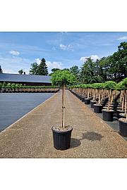 Juniperus procumbens Nana new C15 Lit. Na steblu 60 cm