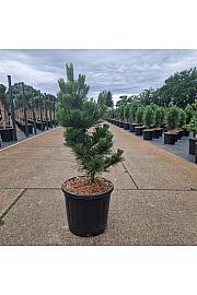 Pinus thunbergii Thunderhead C15 Lit. 40-50 cm