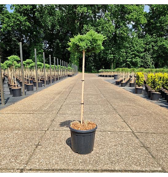 Juniperus procumbens Nana new C15 Lit. Na steblu 80 cm