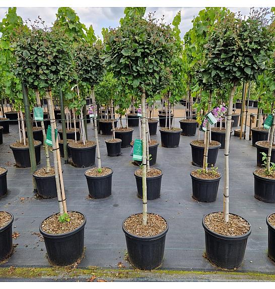 Syringa meyeri tamnoljubičasta® C20 Lit. Na stabljici 100 cm