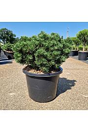 Pinus mugo Sherwood Compact C12 Lit. 30-40 cm Krogla