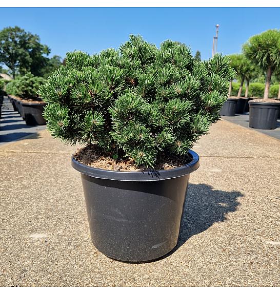 Pinus mugo Sherwood Compact C12 Lit. 30-40 cm Krogla