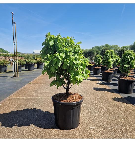 Carpinus betulus Monumentalis C20 Lit. 60-70 cm