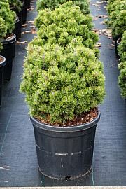 Pinus mugo Picobello C18 Lit. 35-40 cm